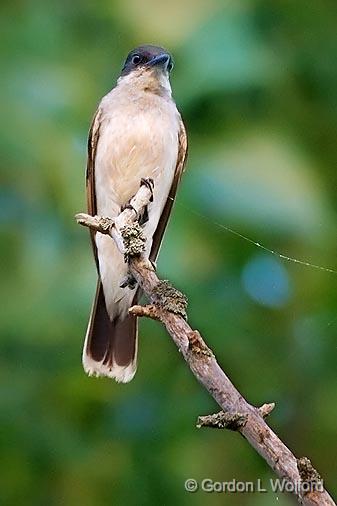 Eastern Kingbird_50487.jpg - Eastern Kingbird (Tyrannus tyrannus) photographed near Lindsay, Ontario, Canada.